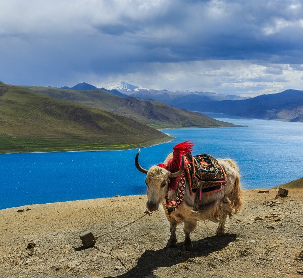 5-Day Tibet Tour including Lhasa Highlights and Lake Yamdrok