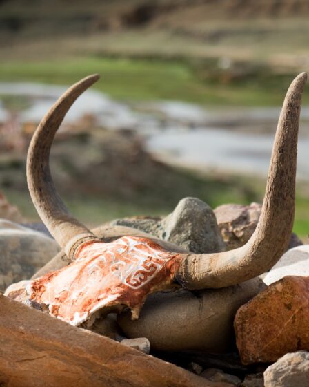 brown animal skull on brown rock