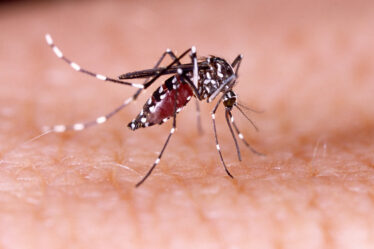 Man dies of dengue in Palpa