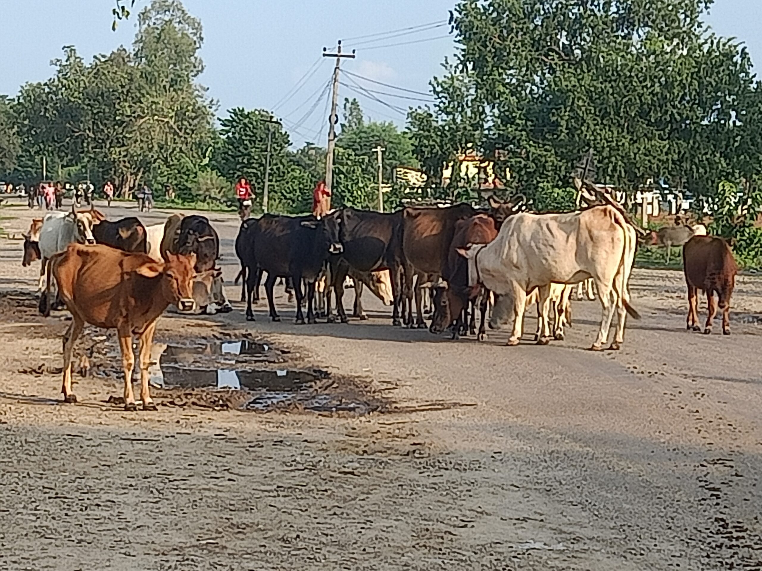 Kanchanpur fails to tame stray cattle despite spending millions