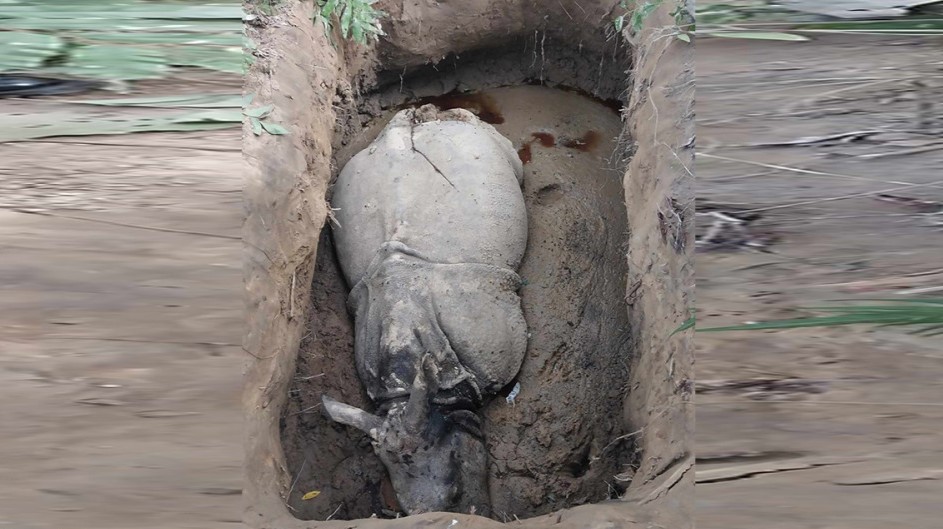Trap pits, electrocution resurface as threats to Chitwan’s rhinos