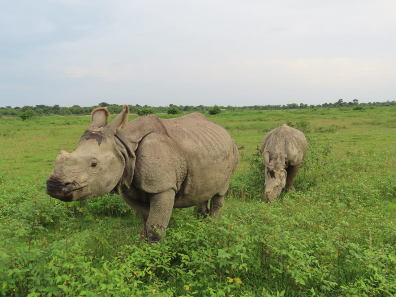 Translocated rhinos thriving in their adopted home