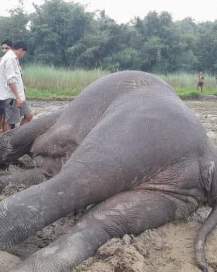 Elephant found dead in Jhapa